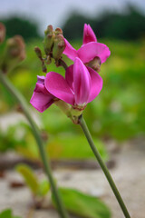 Flower in Untung Jawa Island, Kepulauan Seribu, Jakarta, indonesia