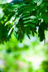 Fototapeta na wymiar Tree branches with green foliage close-up.