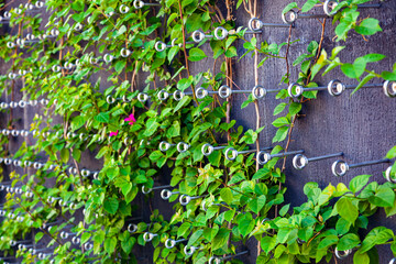 Climbing plant with flowers on the fence. Beautiful design in the park.