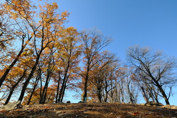 秋の山の紅葉。岩茸石山。autumn season in a mountain area, Tokyo Japan 