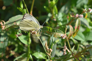 Butterfly on the grass