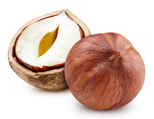 Hazelnut isolated on white background. Hazelnut half macro studio photo. Hazelnut with clipping path