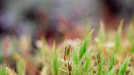 Macro of bryum moss Pohlia nutans with dew drops on forest floor over dark green background
