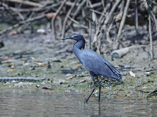 Fototapeta premium Black heron (Egretta ardesiaca)