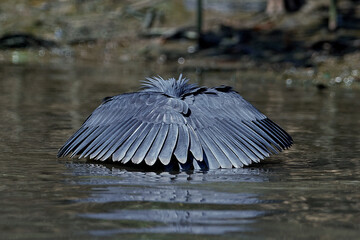 Black heron (Egretta ardesiaca)