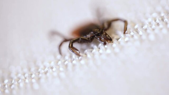 Encephalitis mites crawling along the white surface. Blood-sucking insect isolated on white
