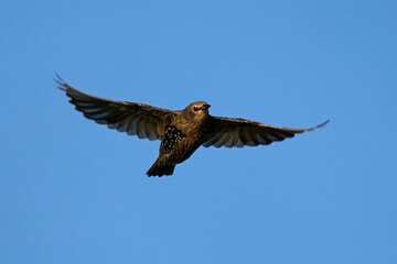 Common starling (Sturnus vulgaris) juvenile