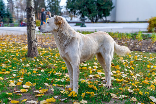 An Abandoned Stray Big White Dog. Stray Dog In Autumn Park.