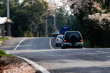 A car running on the road with cherry blossoms