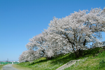 Naklejka premium 多摩川沿いの桜（世田谷区玉堤付近）