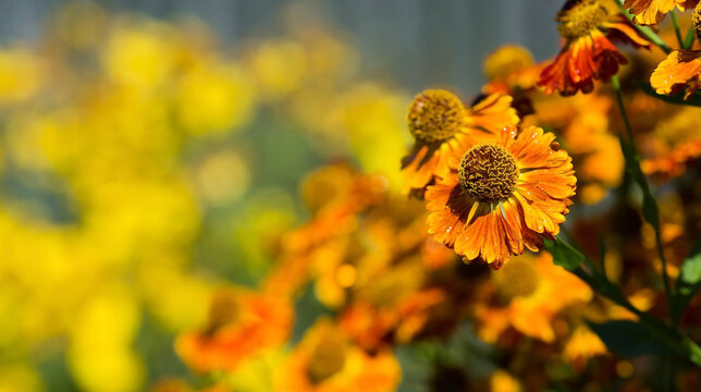Autumn, floral background. 
 A large, dense Bush. Beautiful yellow Gelenium flower grows in the garden.