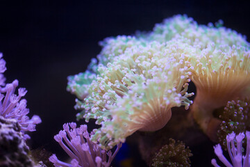 Plakat coral reef in aquarium