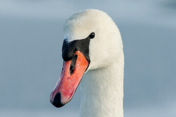 A close up portrait of a mute swan (Cygnus olor) © Kersti Lindström