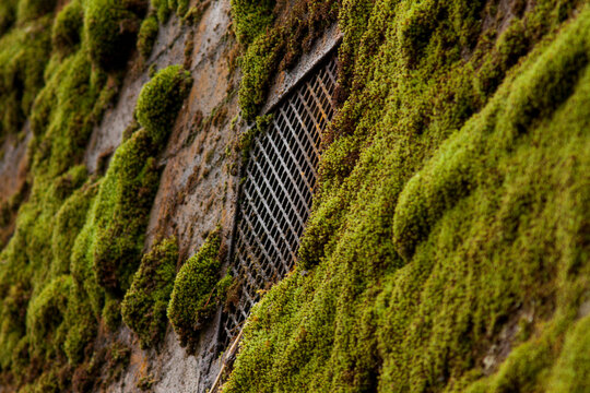 Green moss on the wall of building in  Wolfsschanze, Wolf's Lair, Poland