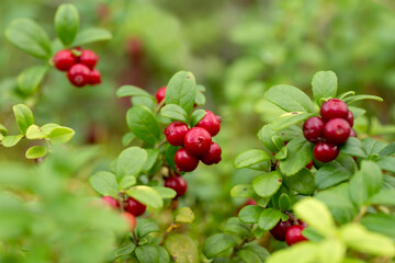 Delicious ripe lingonberries (Vaccinium vitis-idaea) waiting for picking in Estonian wilderness