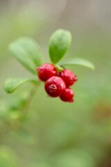 Fresh ripe lingonberries (Vaccinium vitis-idaea) growing in Estonian wild nature