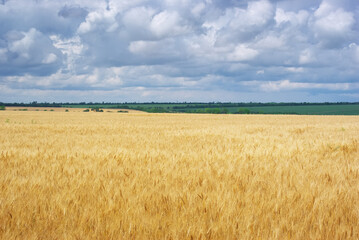 Nature landscape of wheat neadow