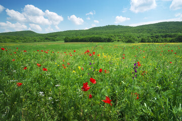 Fototapeta na wymiar Spring flowers in green meadow and blue sky.