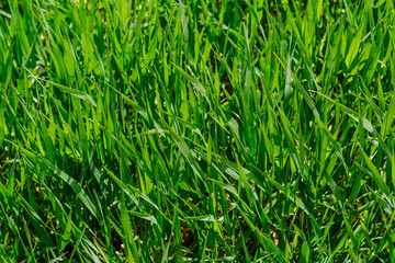 Fresh green grass in sunny day. Natural background