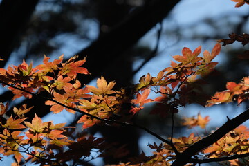 深まる秋、山の紅葉。autumn season in a mountain area, Japan 