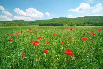 Spring poppies flowers in green meadow and blue sky.