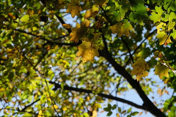 深まる秋、山の紅葉。autumn season in a mountain area, Japan 