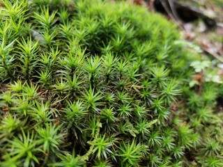close up of a green moss