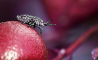 ground weevil on the fruit