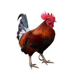 Beautiful rooster isolated on white background