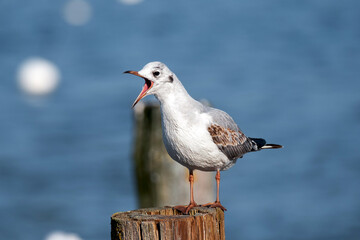 calling seagull on wooden post