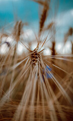 seed of wheat