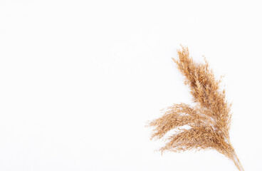 Sheaf of wheat ears isolated on a white background