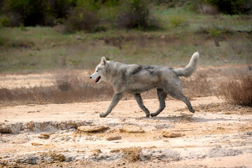 Obraz premium A Siberian Husky male is rinning in the desert. The dog has very dirty wet grey and white colored fur. The surface is brown sand, clay. Some dried plants and greenery at background.