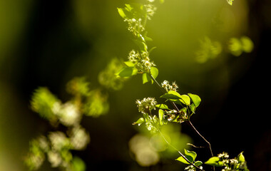Close up of white pear flower blooming in spring on nature background. Defocused color foreground. 