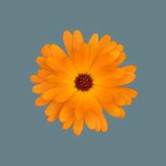 The opened flower of the calendula plant.