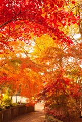 目に沁みるような紅葉の景色～日本の秋は美しい