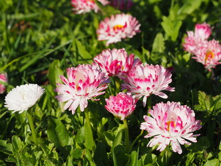 Obraz premium Pink and white lawn daisies.