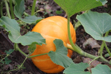 Obraz premium Life In The Pumpkin Patch, Fort Edmonton Park, Edmonton, Alberta