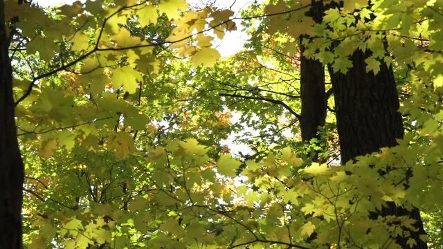 The yellow leaves of sugar maple trees rustle in an autumn breeze.