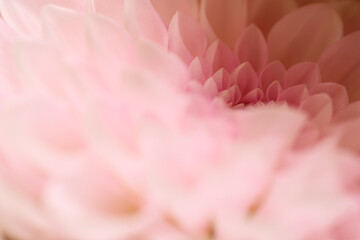pale pink chrysanthemum flower close up