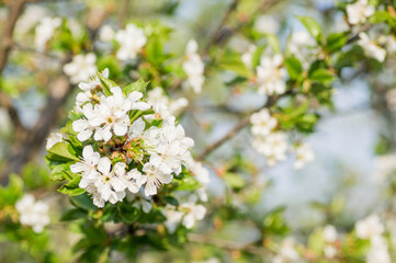 Branches of blossoming apricot macro