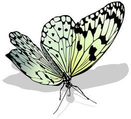 Fototapeta na wymiar Large White Butterfly - Isolated Colored Illustration with Shadow on White Background, Vector