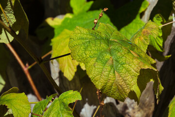 2020-09-06 A WESTERN THIMBLEBERRY WITH A SMALL GREEN BUG ON THE LEAF