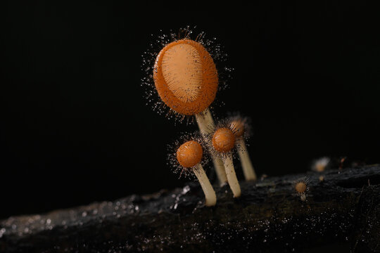 Cookeina tricholoma (phylum Ascomycota) growing in rainforest, Thailand.