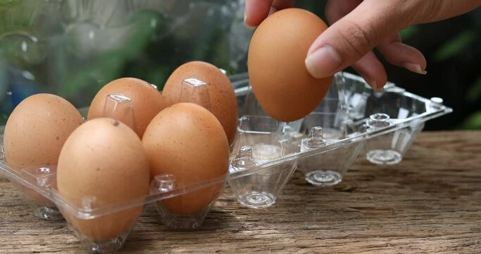  hand putting an eggs plastic egg tray,Chicken eggs are in the tray.