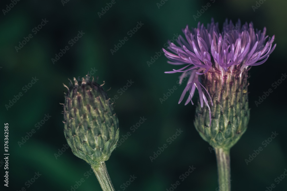 Poster green leaves and purple flowers of a wild greater burdock in summer in the meadow. nature background