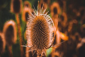a wonderful closeup of a flower
