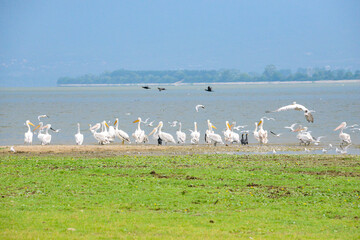 Fototapeta na wymiar different birds at the lake 