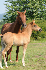 Obraz na płótnie Canvas American Quarter Horse Stute und Fohlen