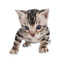 Fototapeta premium munchkin bengal kitten